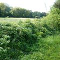 Les haies et leur entretien, un duo gagnant pour la convivialité et la biodiversité ! 