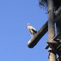 La cigogne, l'oiseau emblème de l'Alsace.