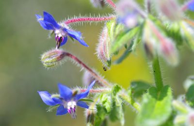 fleur de bourrache