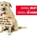 Petition le régime juridique des animaux doit changer pour qu'ils soient enfin considérés comme des êtres vivants et sensibles.