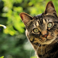 Le Chat d'Avril de Claire