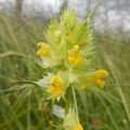 Rhinanthus angustifolius (Gmelin)