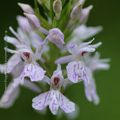 Orchis de Fuchs * Common Spotted Orchid