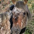 Le moucheté des nez-percés