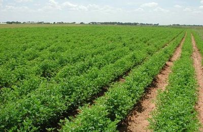 17 Agropoles sont opérationnels 