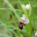 Randonnée autour de Faget-Abbatial : Pyrénées, patrimoine et orchidées ! (2)