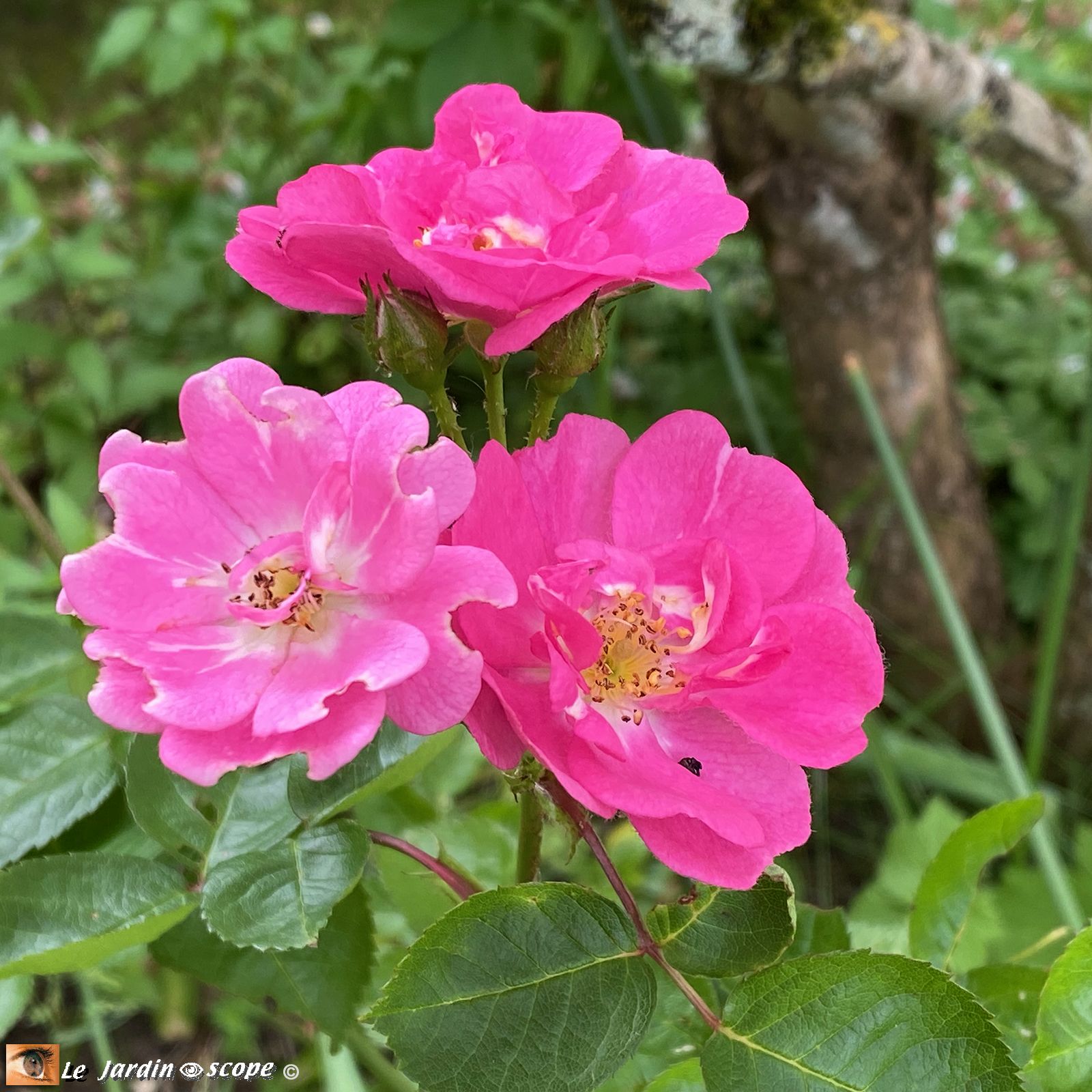 Rosier 'Ariel'