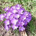 un bouquet de crocus