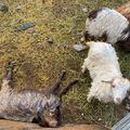 Les nomades tibétains du Ladakh souffrent alors que le bétail meurt de maladies infectieuses.