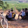 Un été dans les vins AOC Ventoux