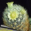 Mammillaria mieheana