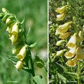 Digitale à grandes fleurs (Plantaginacées)