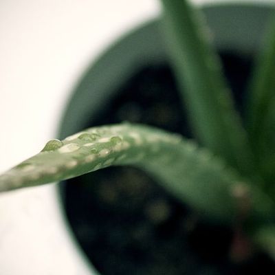 Gel d'aloe vera extraction maison !