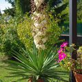 yucca