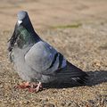 PIGEON D'AMOUR