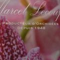 Les Orchidées