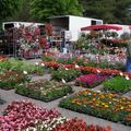 Le marché aux fleurs : tous les mardis, toute la journée au parking de la Mosson (Paillade)
