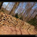 Tas de bois de chauffage en forêt ...En prévision