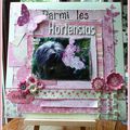 Parmi les hortensias...