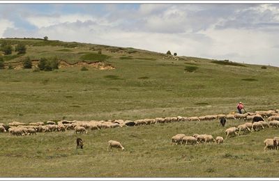 Paysage avec bergère et moutons