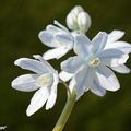 Les Scilles du Liban aux délicates petites fleurs...