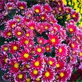 Des pomponnettes de toutes les couleurs