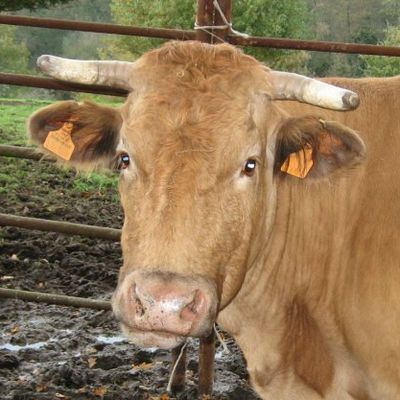 LES VACHES