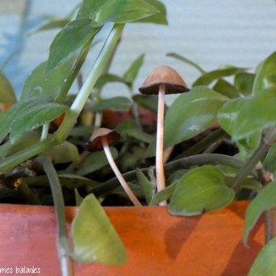 Les défis du samedi