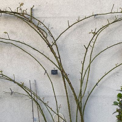 Taille et palissage des rosiers grimpants et des rosiers lianes