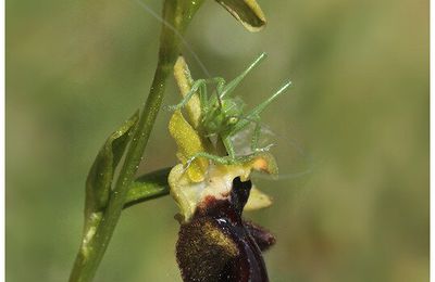 Ophrys noir : Ophrys incubacea