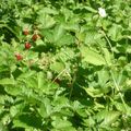 Régime crétois et gourmandise aux fraises des bois