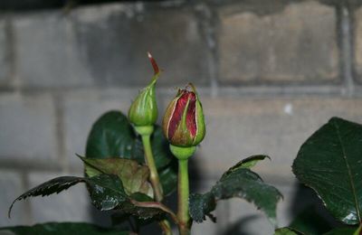 Roses noir (baccarra )