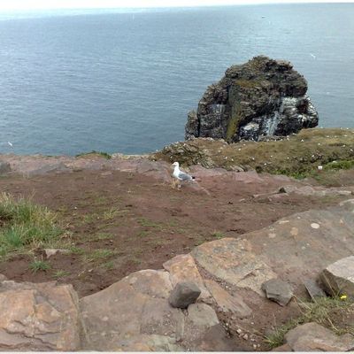 232/365 - 2011 : Vie de mouette