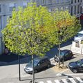 Philippe SCHITTER, L’Arbre à Saint-Chamond