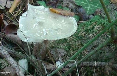 Des champignons opalescents dans la lumière du sous-bois