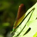 libellules ( Ardèche )