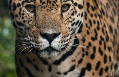 Jaguar, Leopard, Tiger cub, Caracal 
