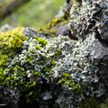 Lichen