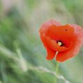 Un coquelicot,