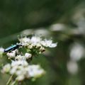 OEDEMERIDES