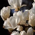 Les magnolias...