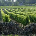 Histoire au village "des vendanges"