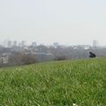 Primrose Hill Picnic