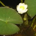 Première fleur du bassin