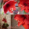 ♥ Dernière ronde fleurie de l'année ; l'Amaryllis ♥