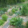 LE POTAGER EN JUIN