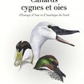 Ornithologie : tout savoir sur les anatidés de l’hémisphère Nord