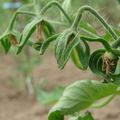 Tomate Coeur de Boeuf