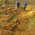 On continue à planter les arbres