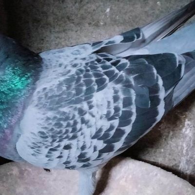 résultat de vierzon nord pas de calais (410 kms)